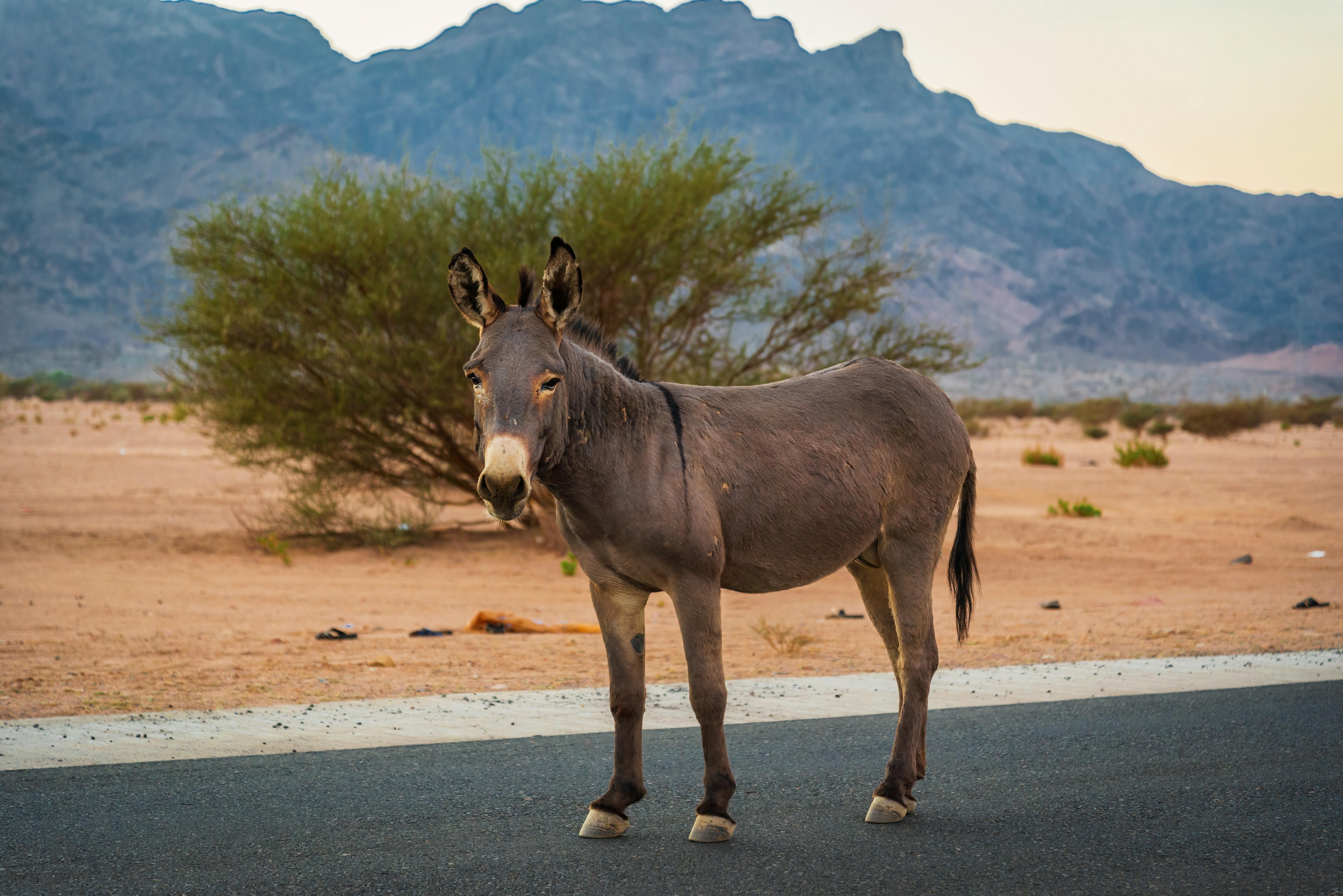 طنطا ليلاً: كيف تتحول المدينة إلى وجهة رومانسية ساحرة؟