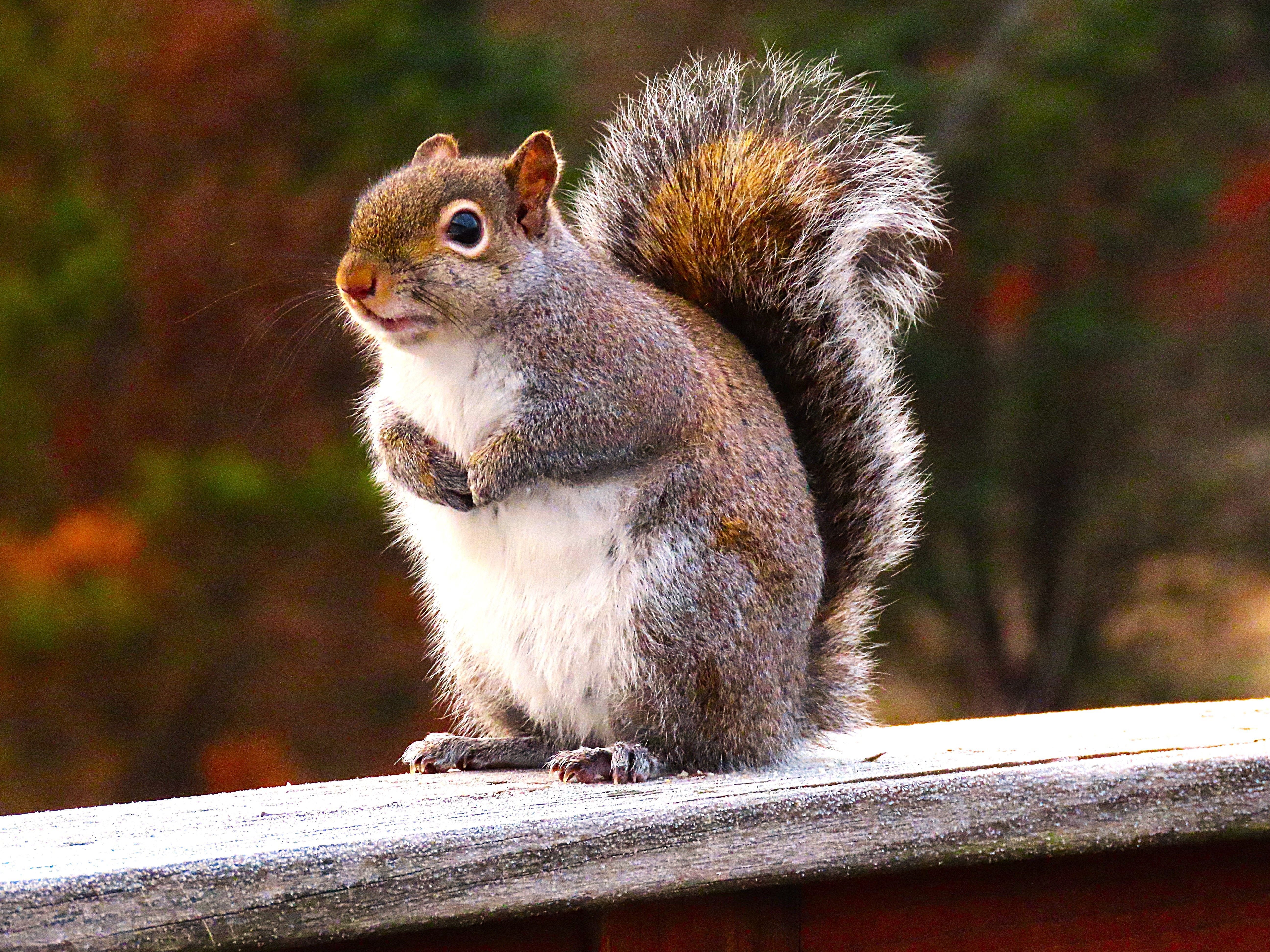 Close-up of Gray Squirrel on Wooden Railing · Free Stock Photo