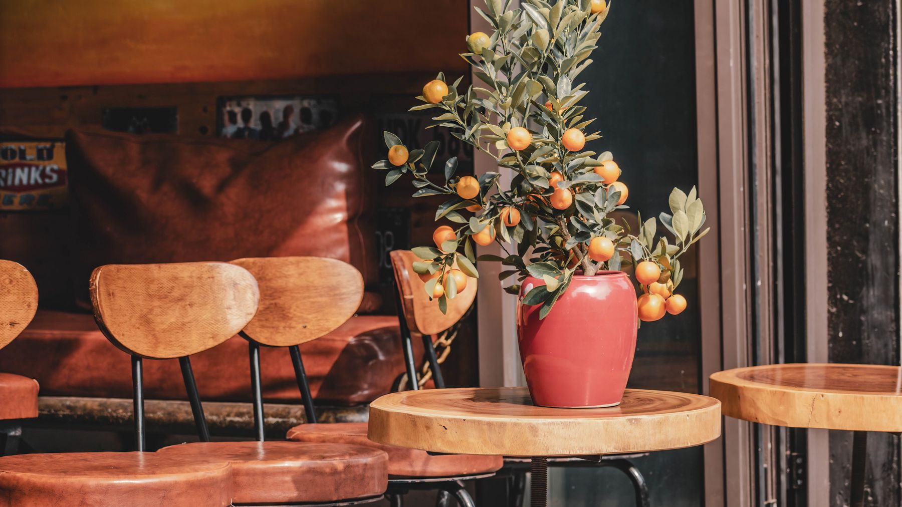 Warm and inviting cafe corner featuring a potted citrus plant on a wooden table.