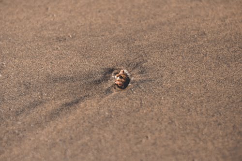 棕色和黑色壳在沙滩上