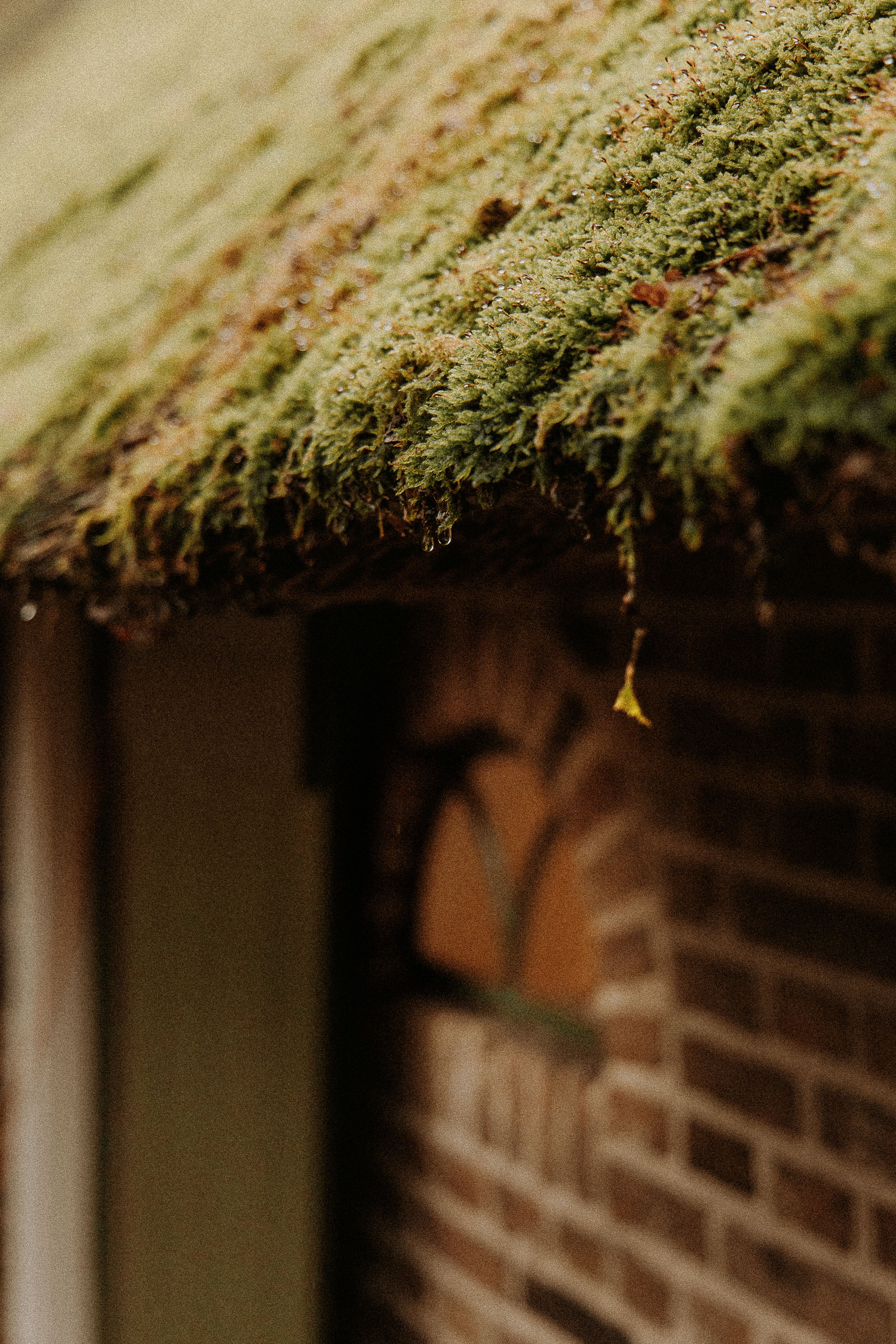 Charming detail of a moss-covered roof on a rustic brick cottage, evoking a sense of old-world charm.