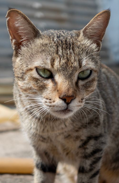 Free Detailed portrait of an Indian stray tabby cat in natural sunlight, capturing its expressive eyes. Stock Photo