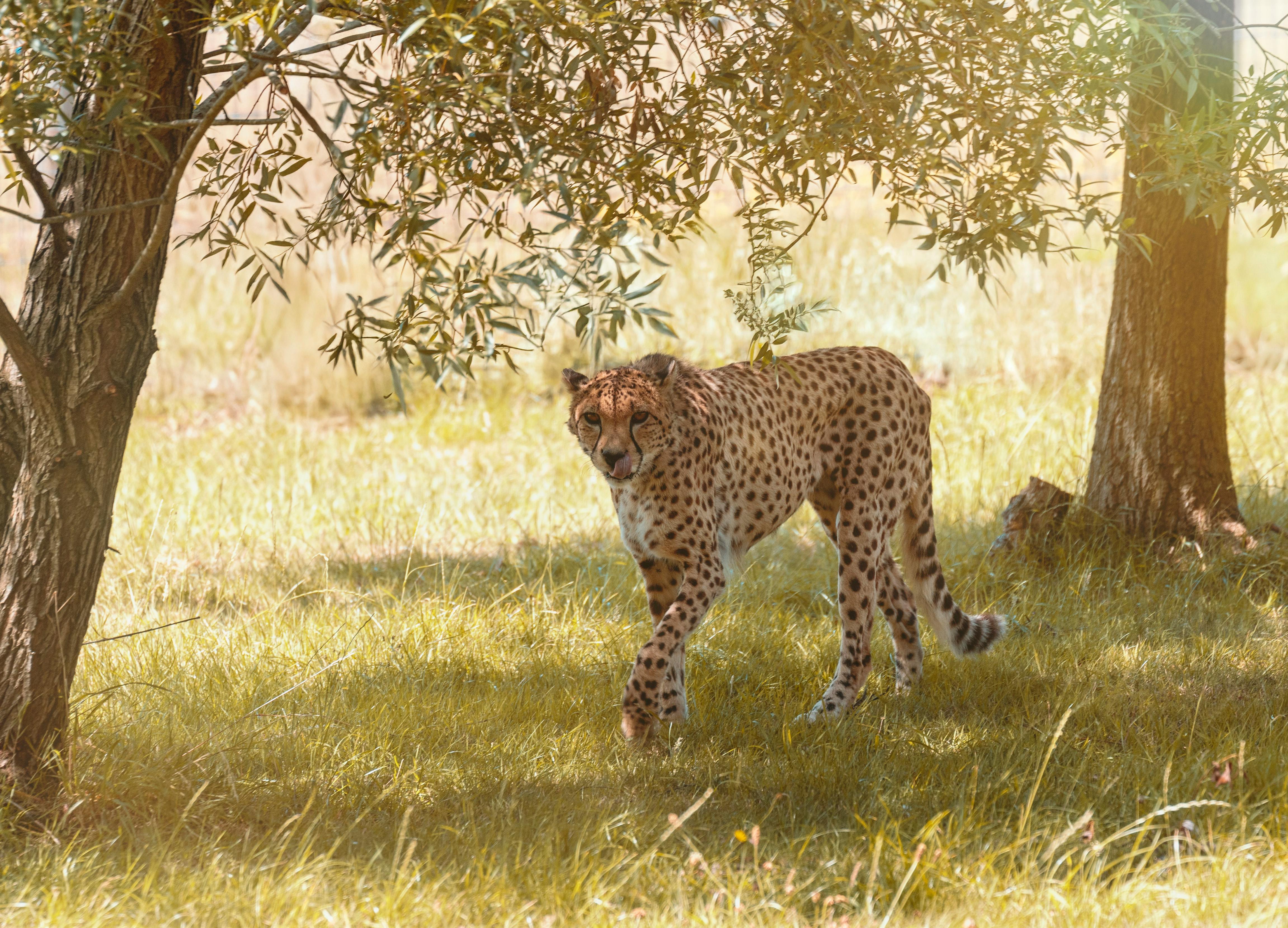 Guépard dans la savane africaine Un guépard élégant marchant dans la savane africaine ensoleillée, symbolisant les espèces rares à découvrir au-delà du Big Five. Safari Faune Rare Afrique