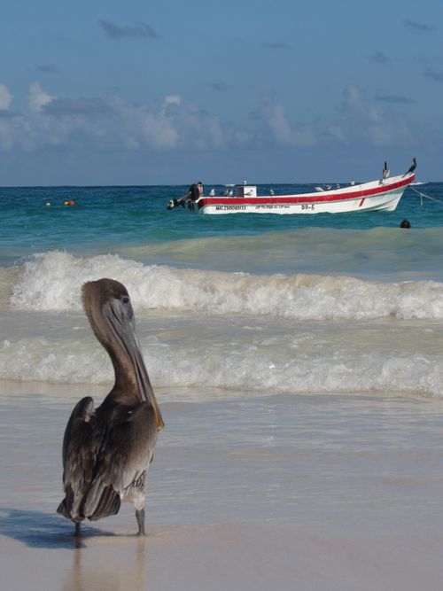 Free Brown pelican standing on Tulum beach with a wooden boat in the Caribbean Sea. Stock Photo