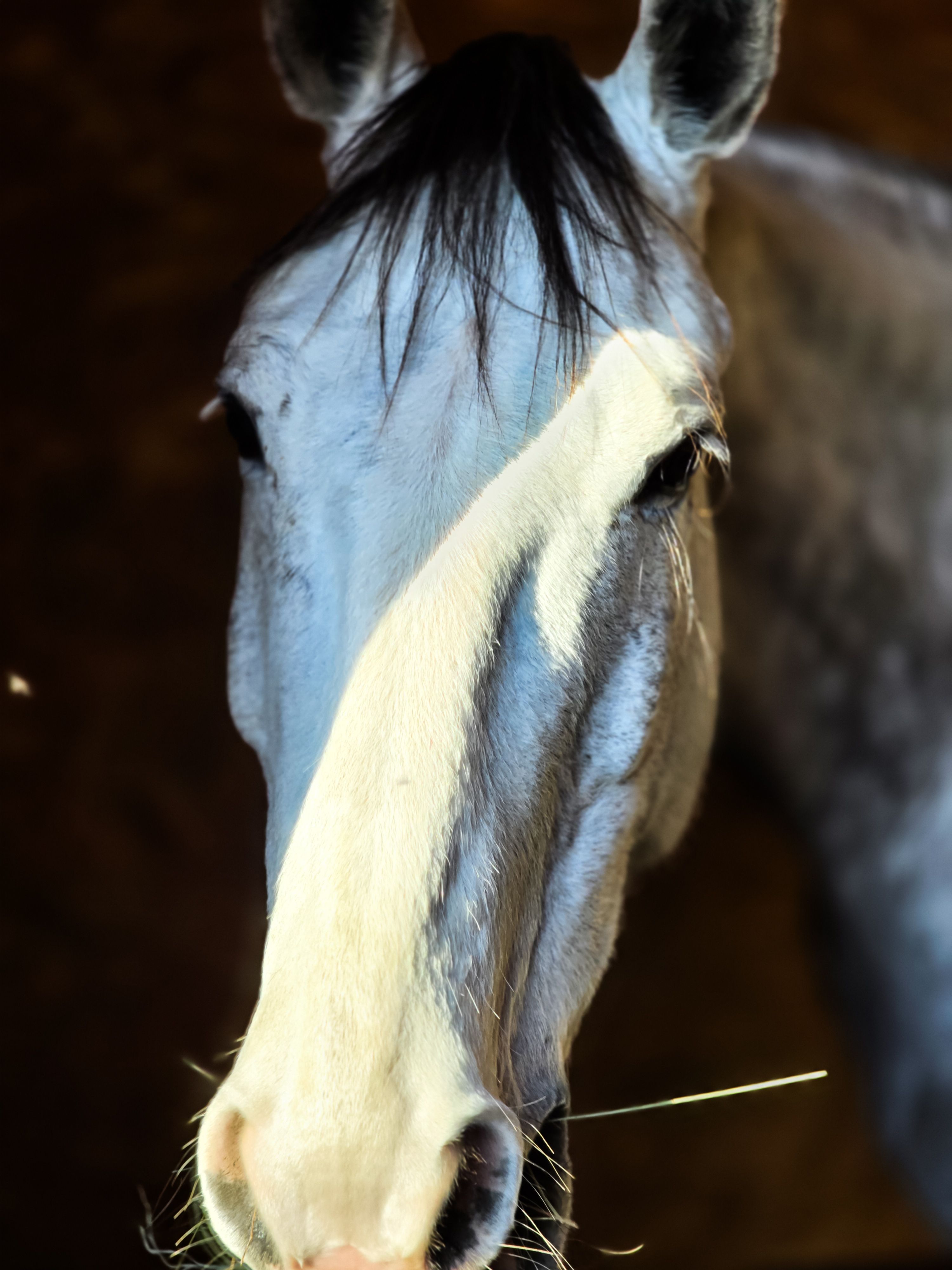 Vesper, white horse