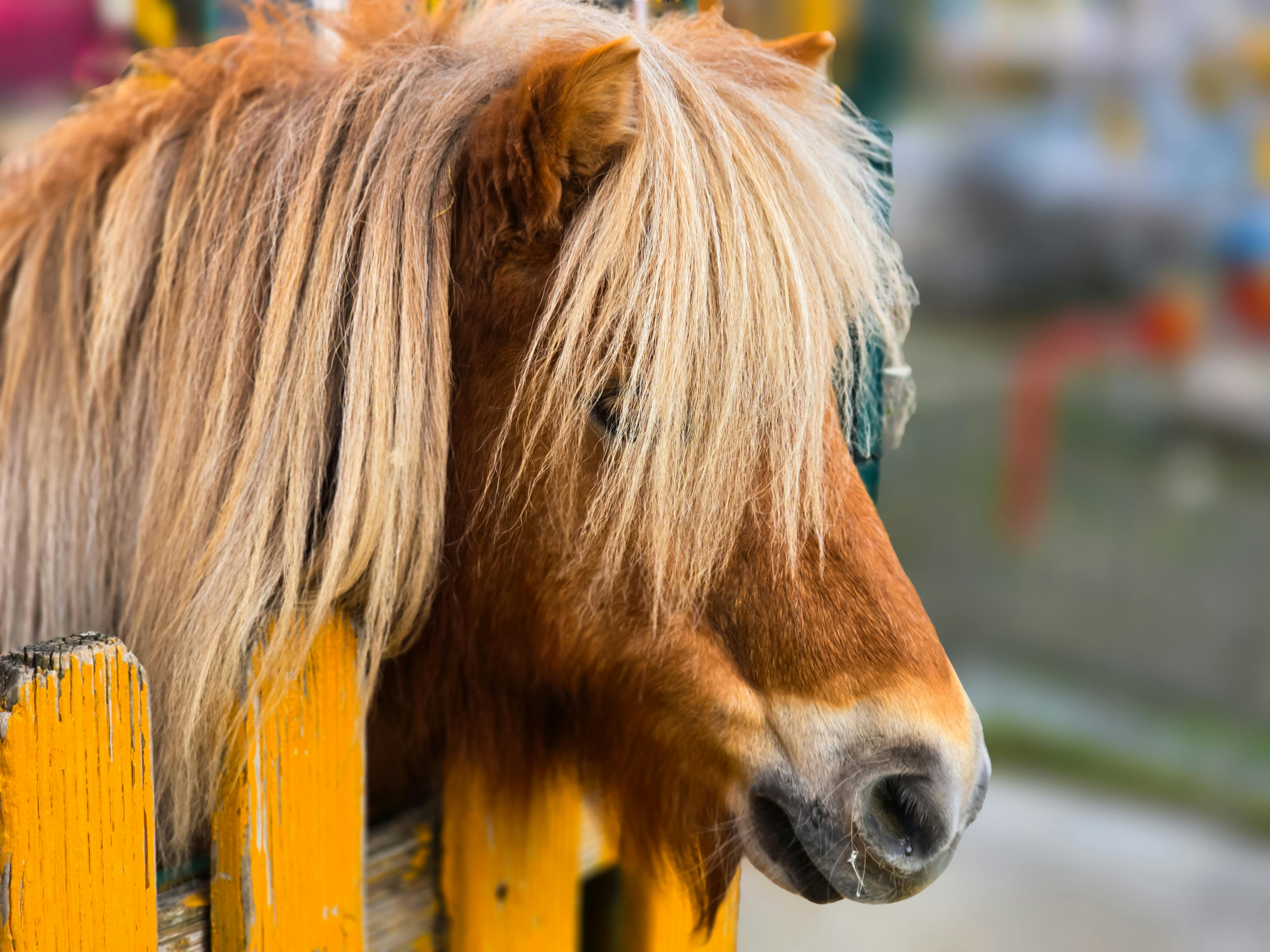 Close-up of a Shetland pony with long mane beside a wooden fence.