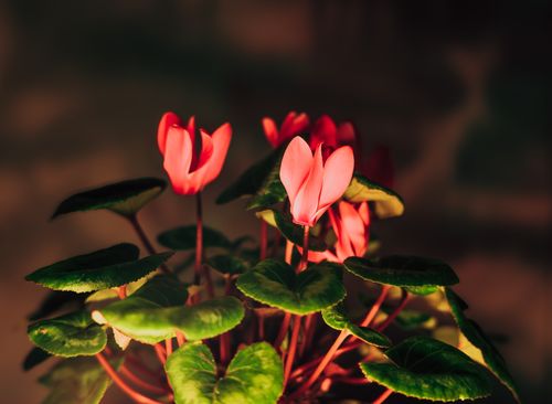 Free Vibrant red Cyclamen flowers illuminated against a dark background, highlighting elegant petals and lush green leaves. Stock Photo