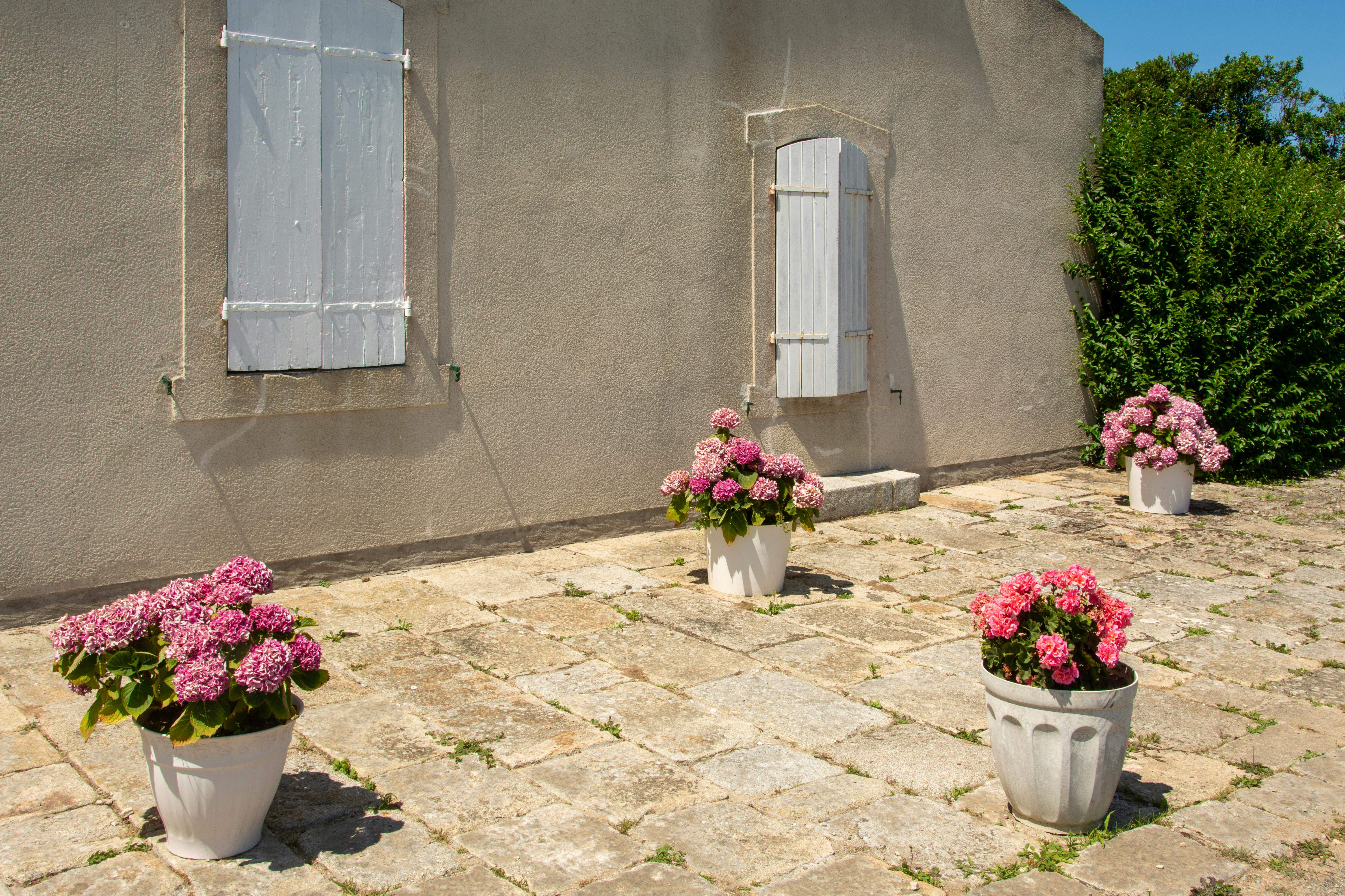 Terrasse en pierre ensoleillée avec des hortensias roses vibrants dans des pots blancs et des volets rustiques.