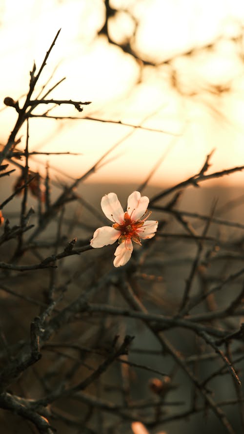 Aesthetic Sunset Photos, Download The BEST Free Aesthetic Sunset Stock ...