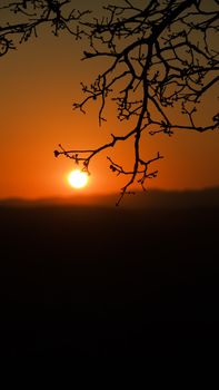 A tranquil sunset scene with tree branches in silhouette against an orange sky.