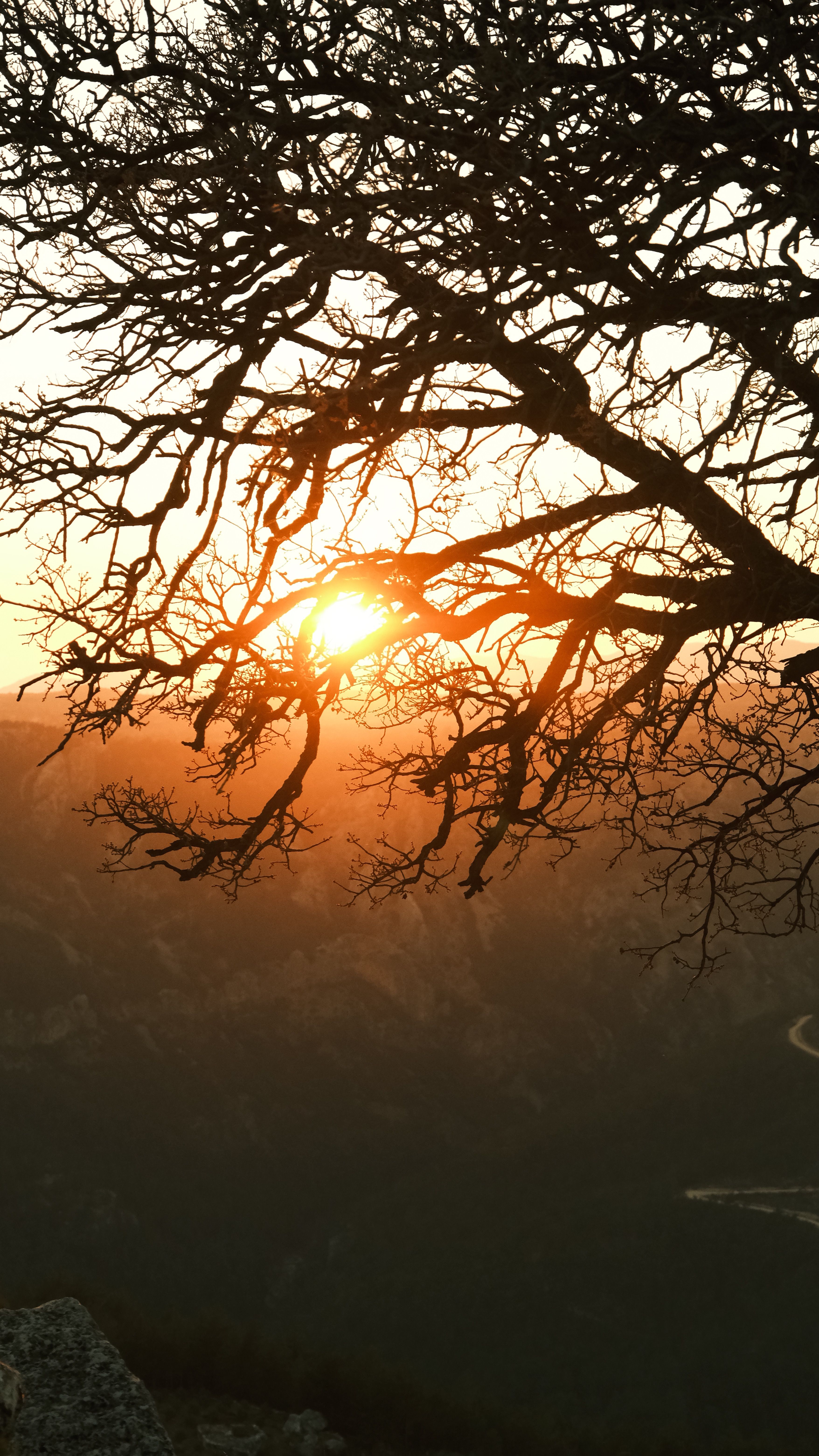 Dramatic Sunset Through Bare Winter Tree Branches · Free Stock Photo