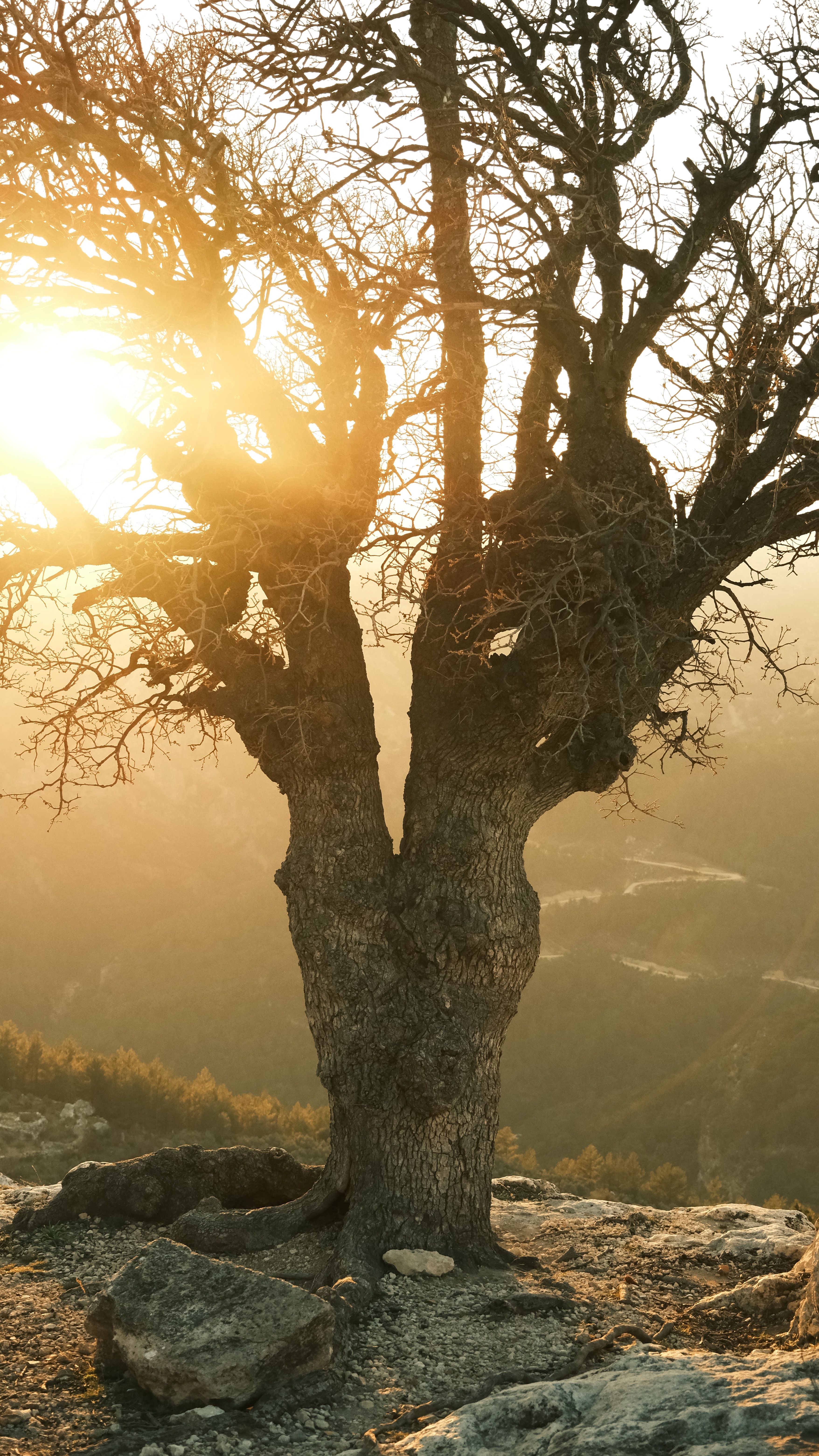 Dramatic Sunrise Over Lone Tree on Mountain · Free Stock Photo