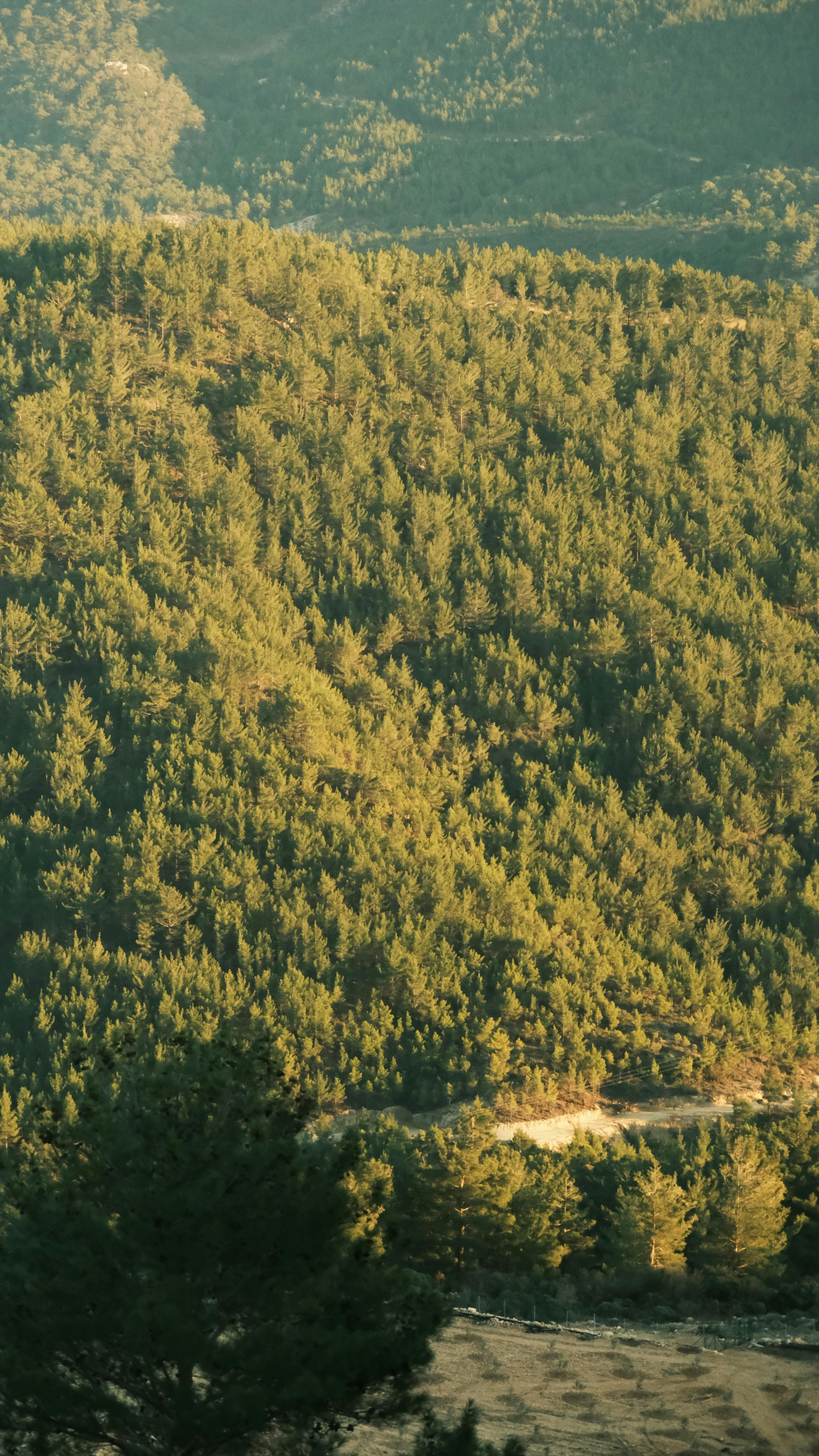 Indonesia: RSE que impulsa trazabilidad y protección de bosques en cadenas productivas