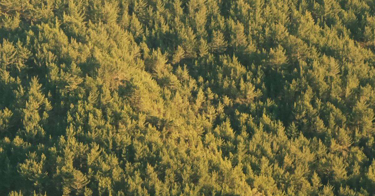 Indonesia: RSE que impulsa trazabilidad y protección de bosques en cadenas productivas Indonesia: RSE que impulsa trazabilidad y protección de bosques en cadenas productivas