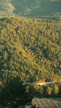 A serene view of evergreen trees bathed in the warm glow of sunset.