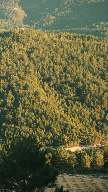 Fotomural Una vista serena de árboles perennes bañados en el cálido resplandor del atardecer.