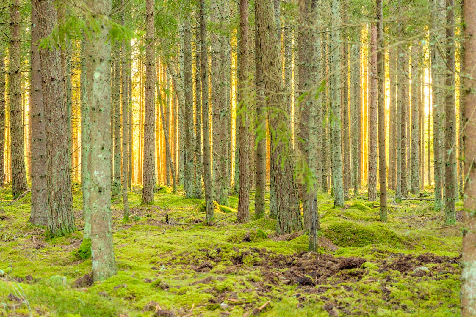 Boreal Forest Photos, Download The BEST Free Boreal Forest Stock Photos ...