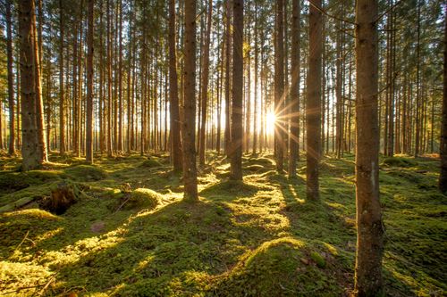 Free A serene forest scene with sunlight streaming through tall trees onto a mossy floor. Stock Photo