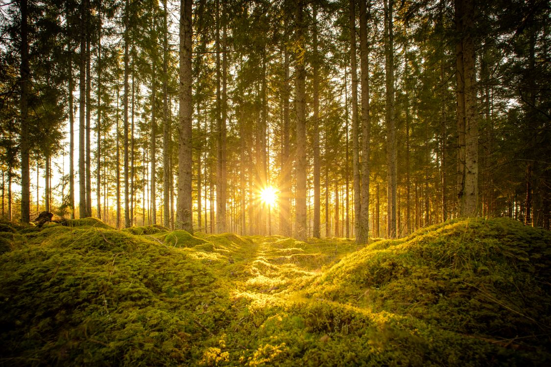 Serene Forest Landscape with Sunlight · Free Stock Photo