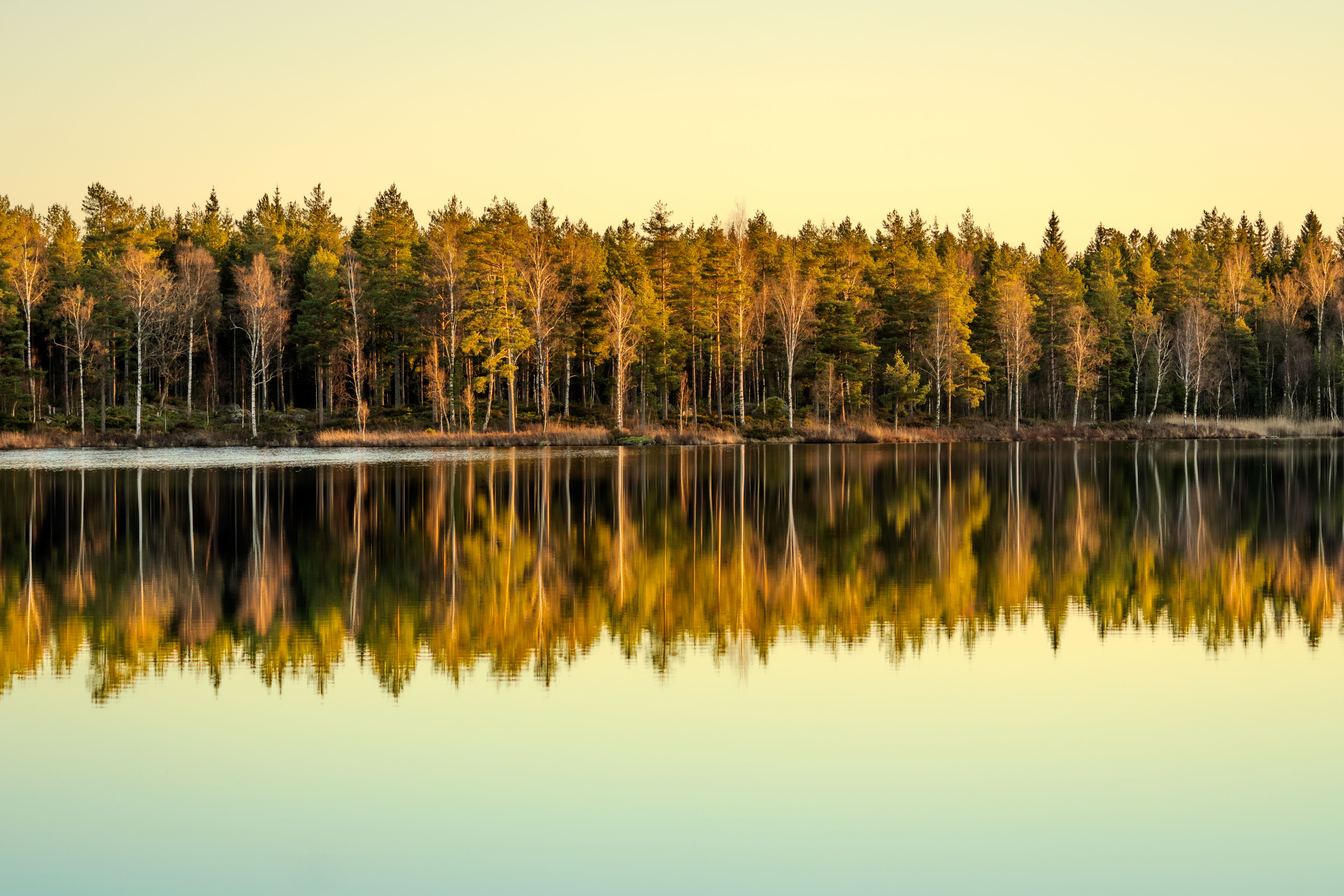 Serene Lake with Pine Forest Reflection at Sunset · Free Stock Photo