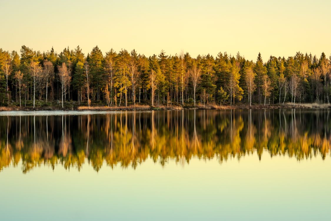 Serene Lake with Pine Forest Reflection at Sunset · Free Stock Photo