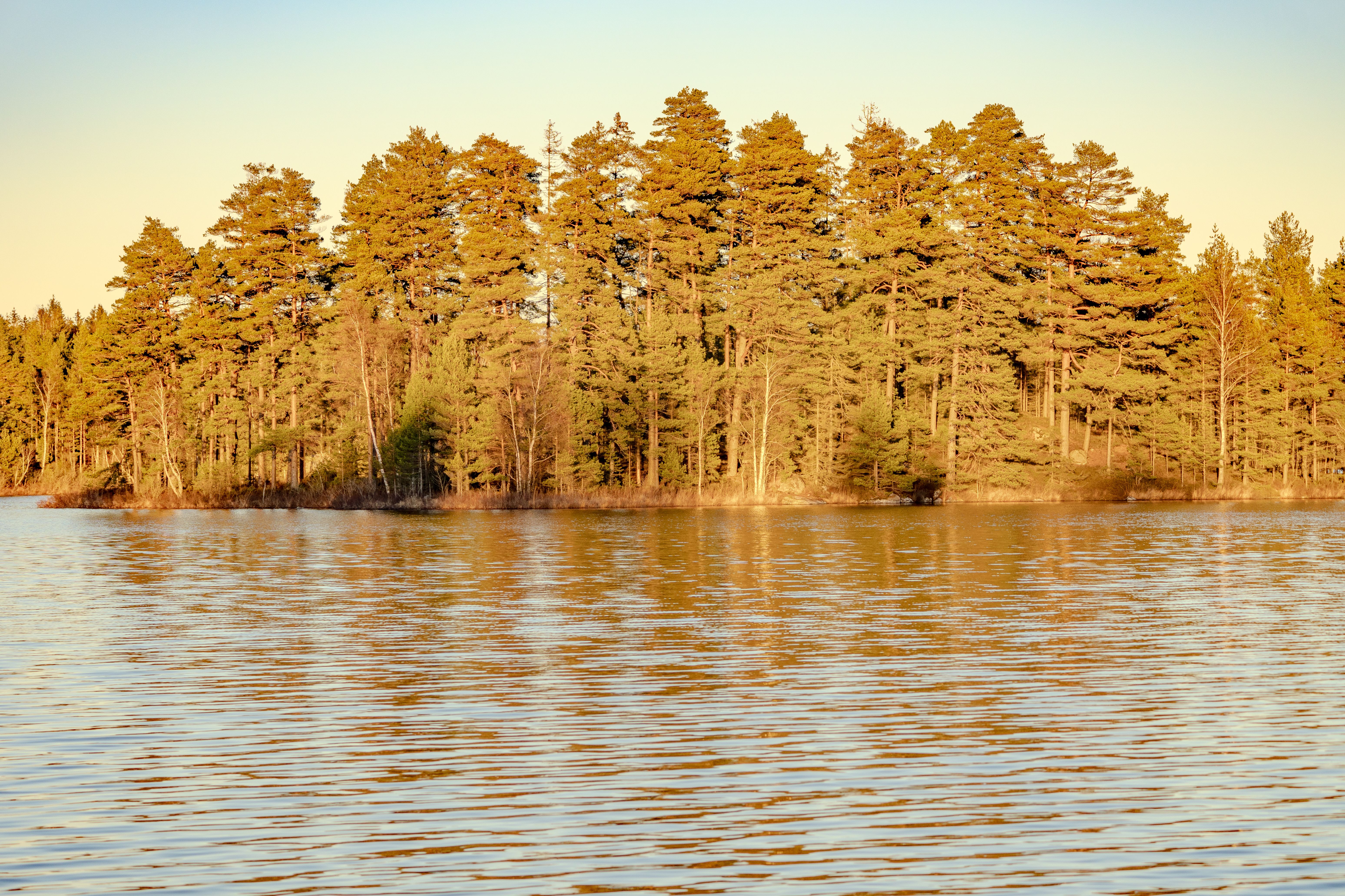 Tranquil Pine Forest Reflected on Lake at Sunset · Free Stock Photo