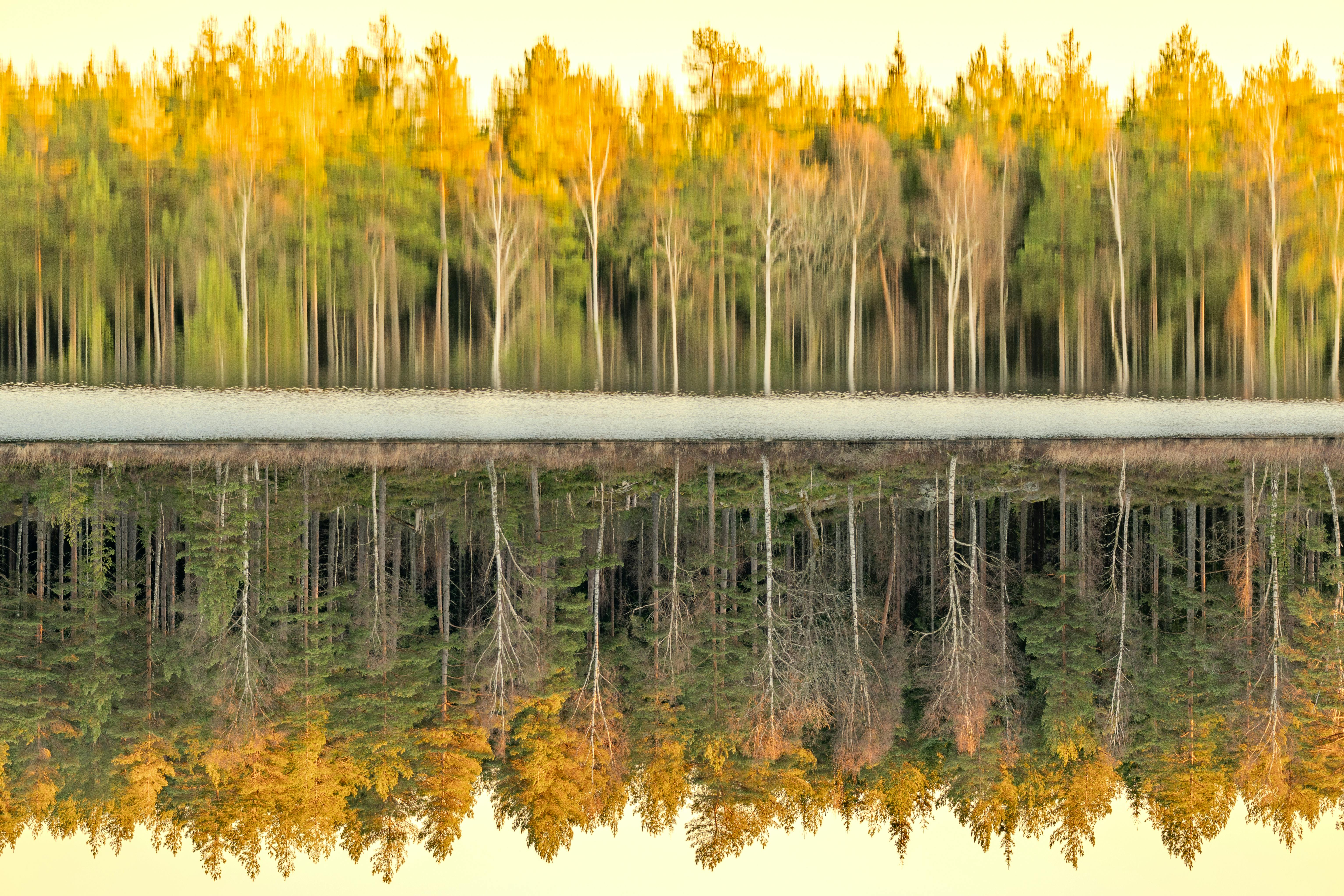 upside down forest reflection in tranquil lake