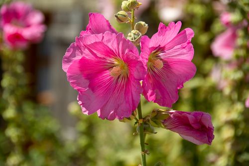 Free Bright pink hollyhock flowers bloom under the summer sun, showcasing natural beauty. Stock Photo