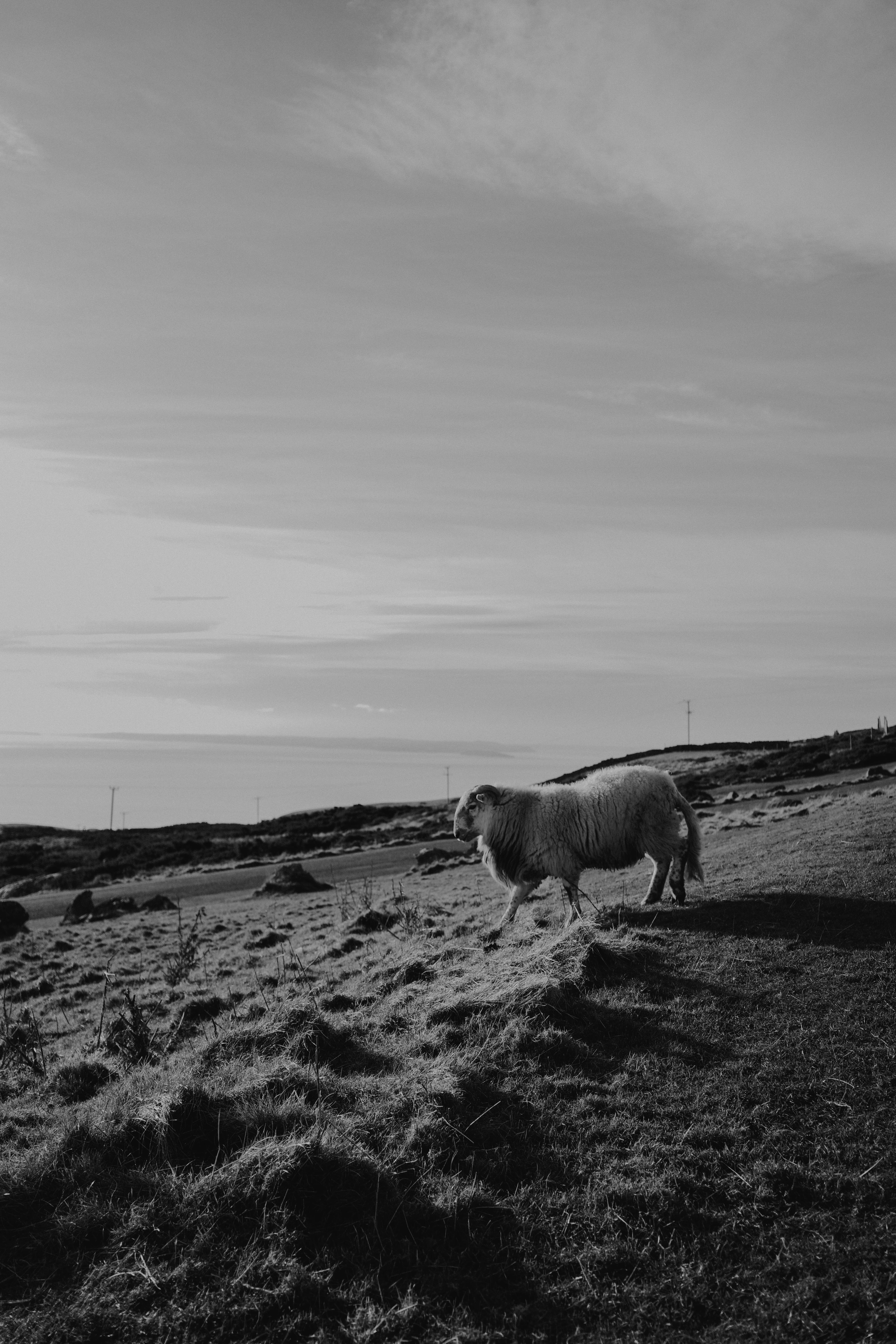 A solitary sheep grazes in the peaceful landscape of Wales, United Kingdom.