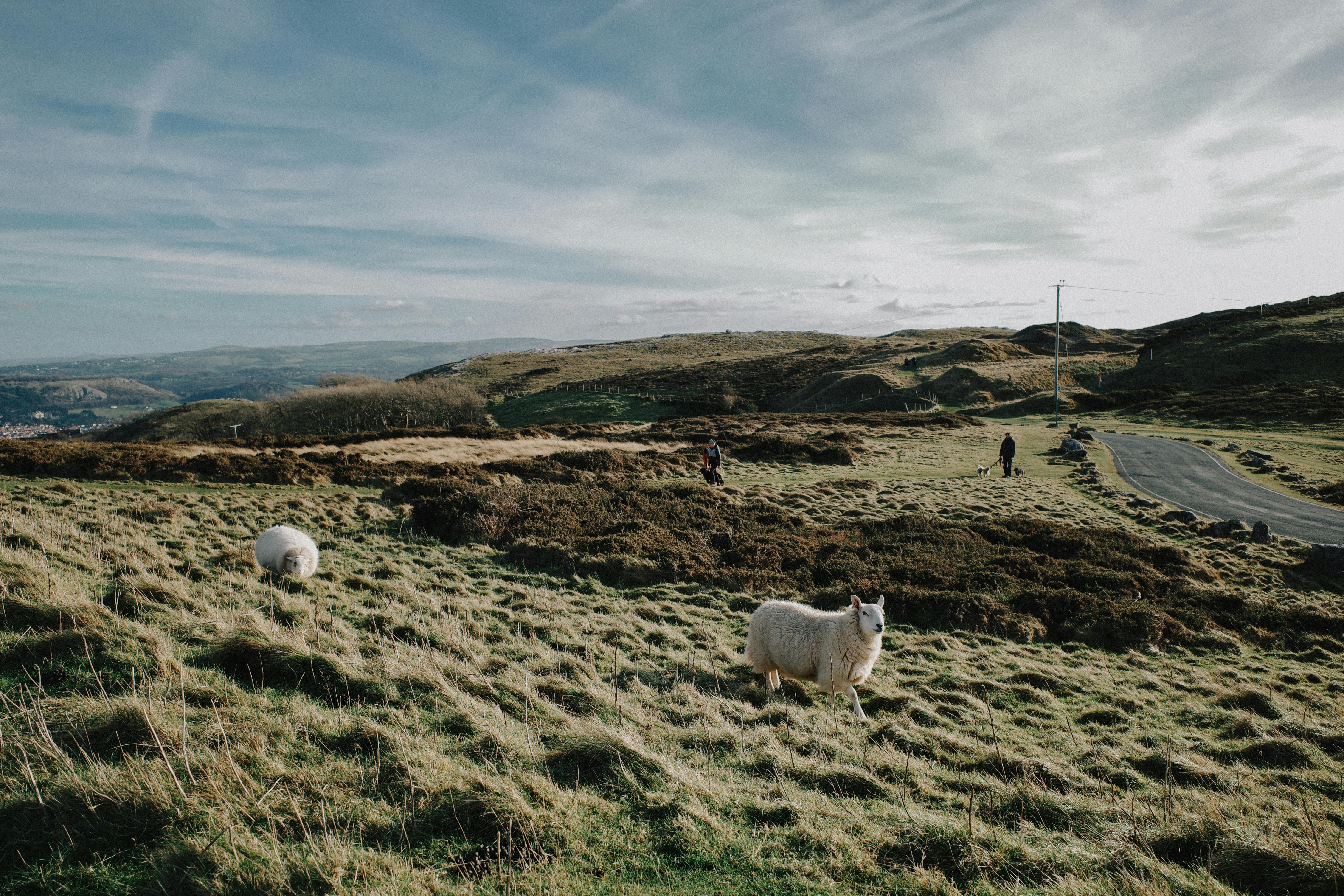 Beautiful landscape of the Welsh countryside with grazing sheep under a vast sky.