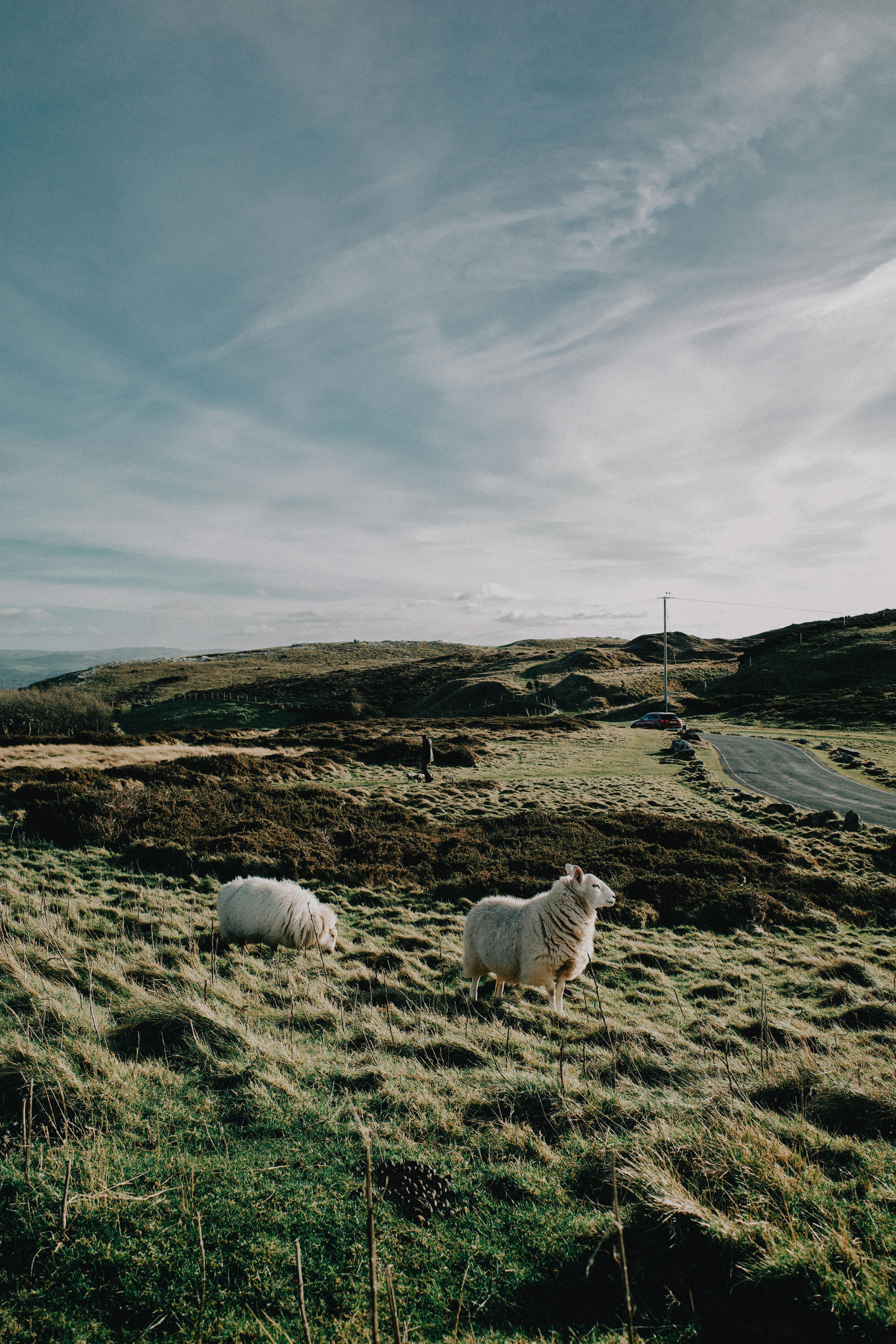 Idyllic landscape of Wales with sheep grazing under a vast sky.