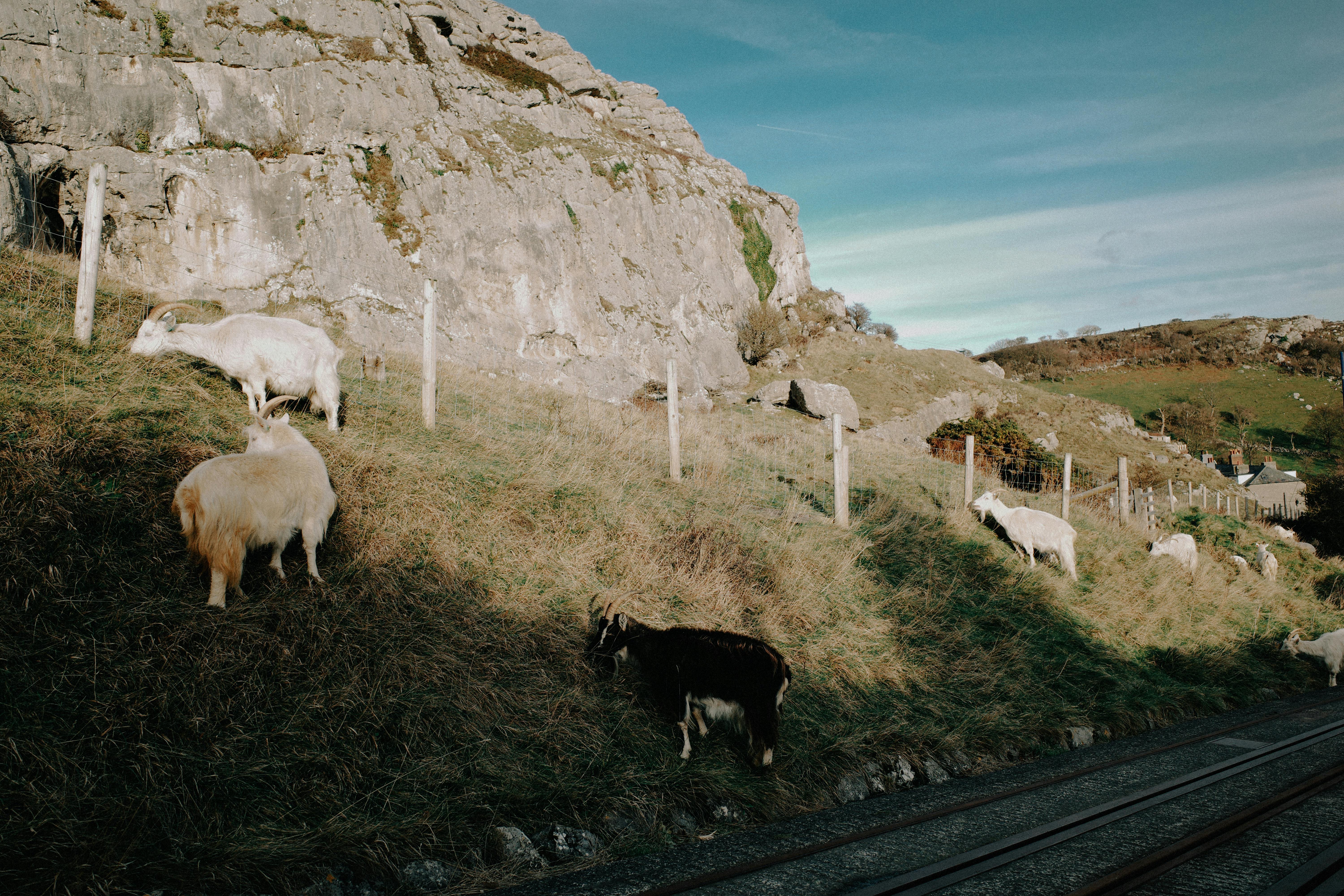 Wild goats grazing on a grassy slope in the scenic mountains of Wales.