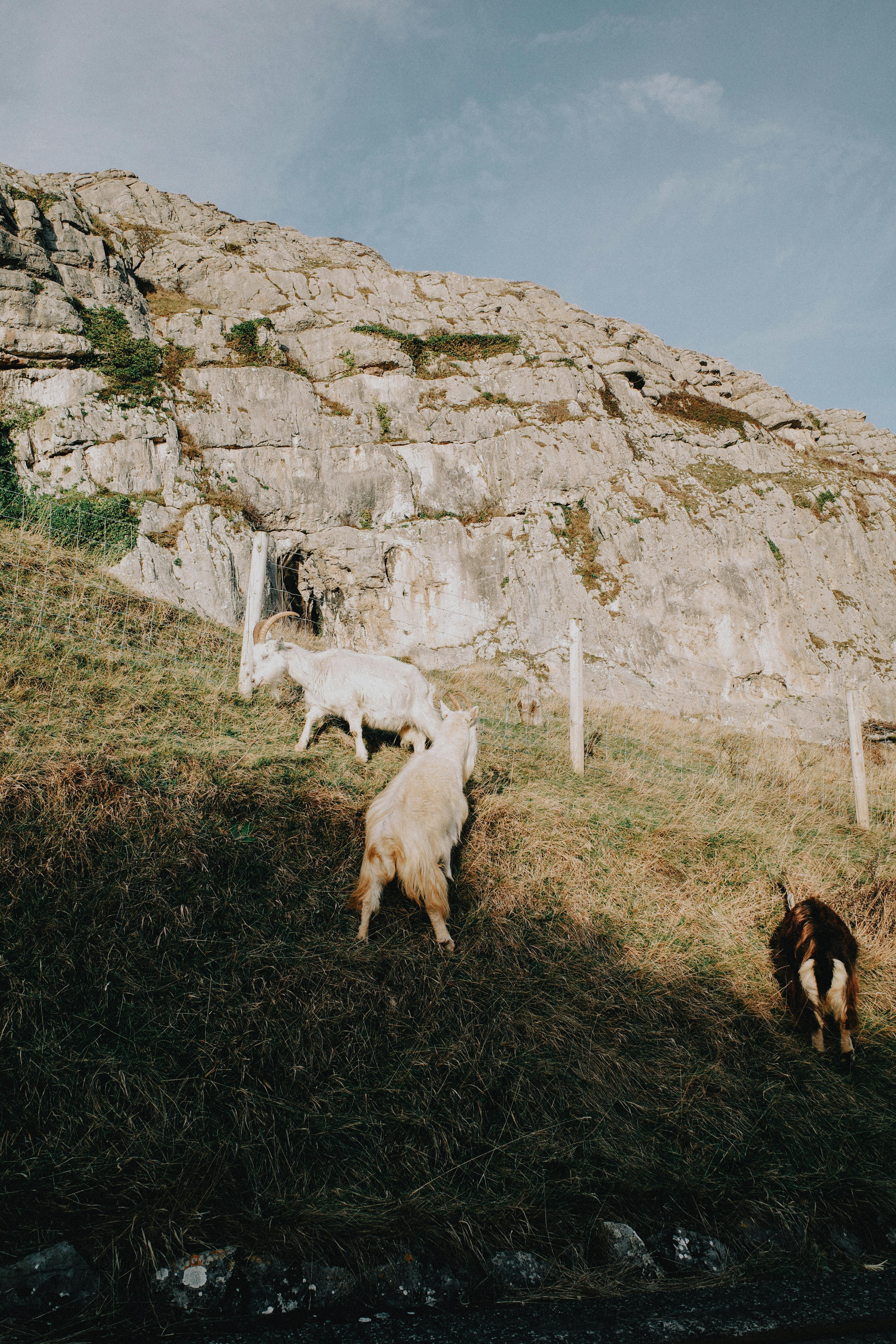 Three goats graze on a rocky hillside under a clear sky, showcasing natural scenery.