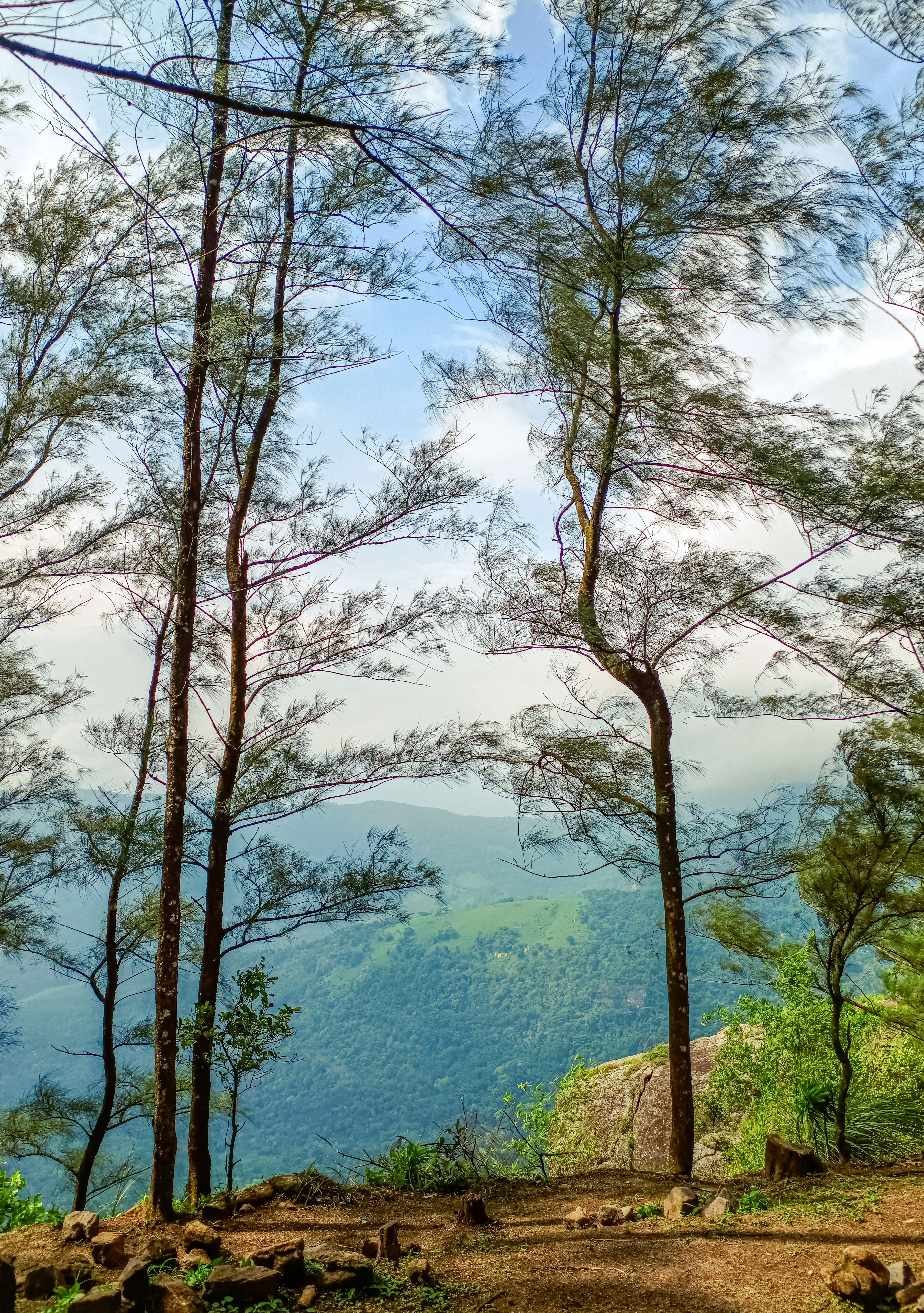 Tranquil Forest View with Mountains in Background · Free Stock Photo