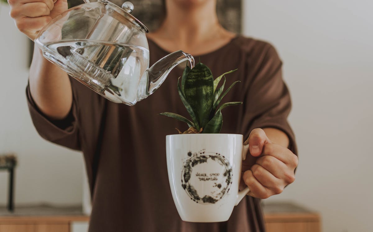 Watering snake plant