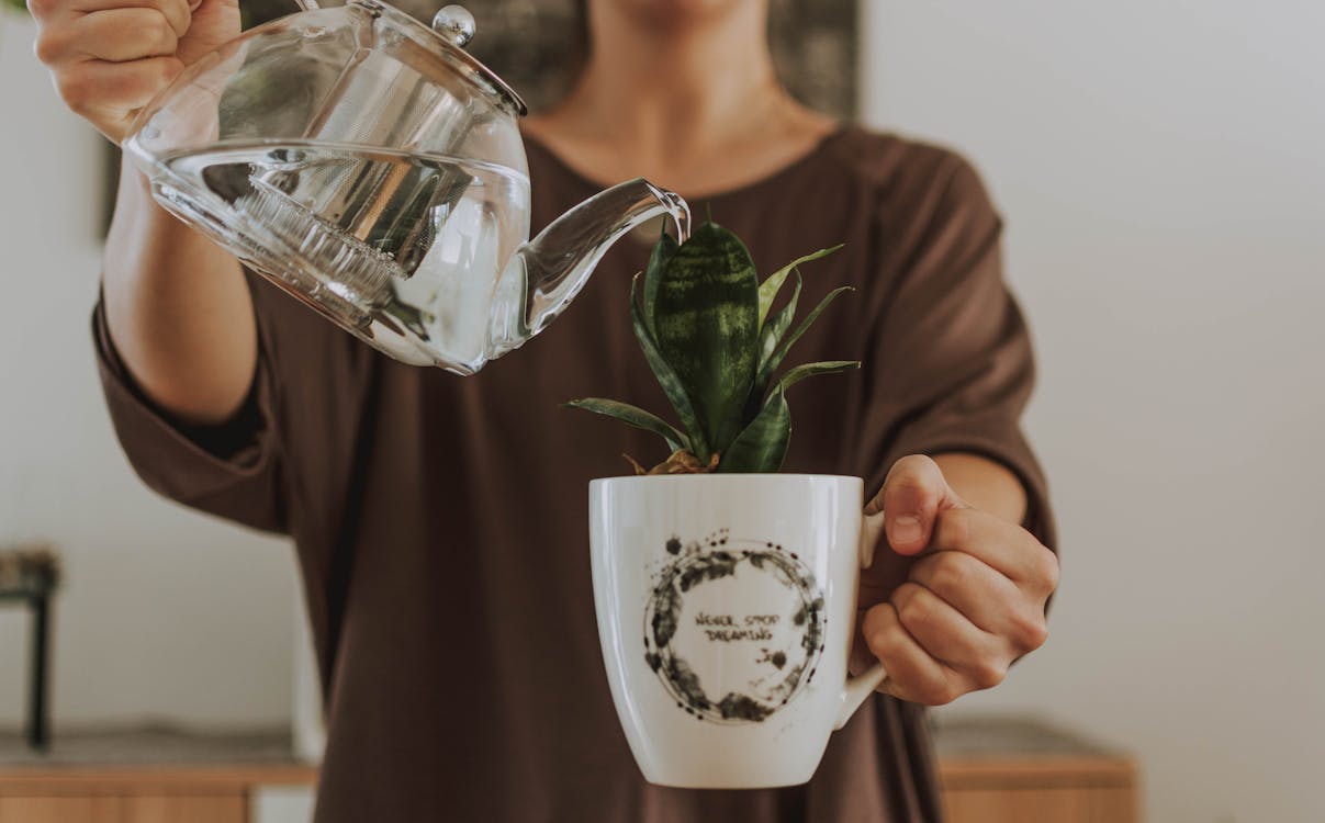 Free Woman Watering Plant In Cup Stock Photo