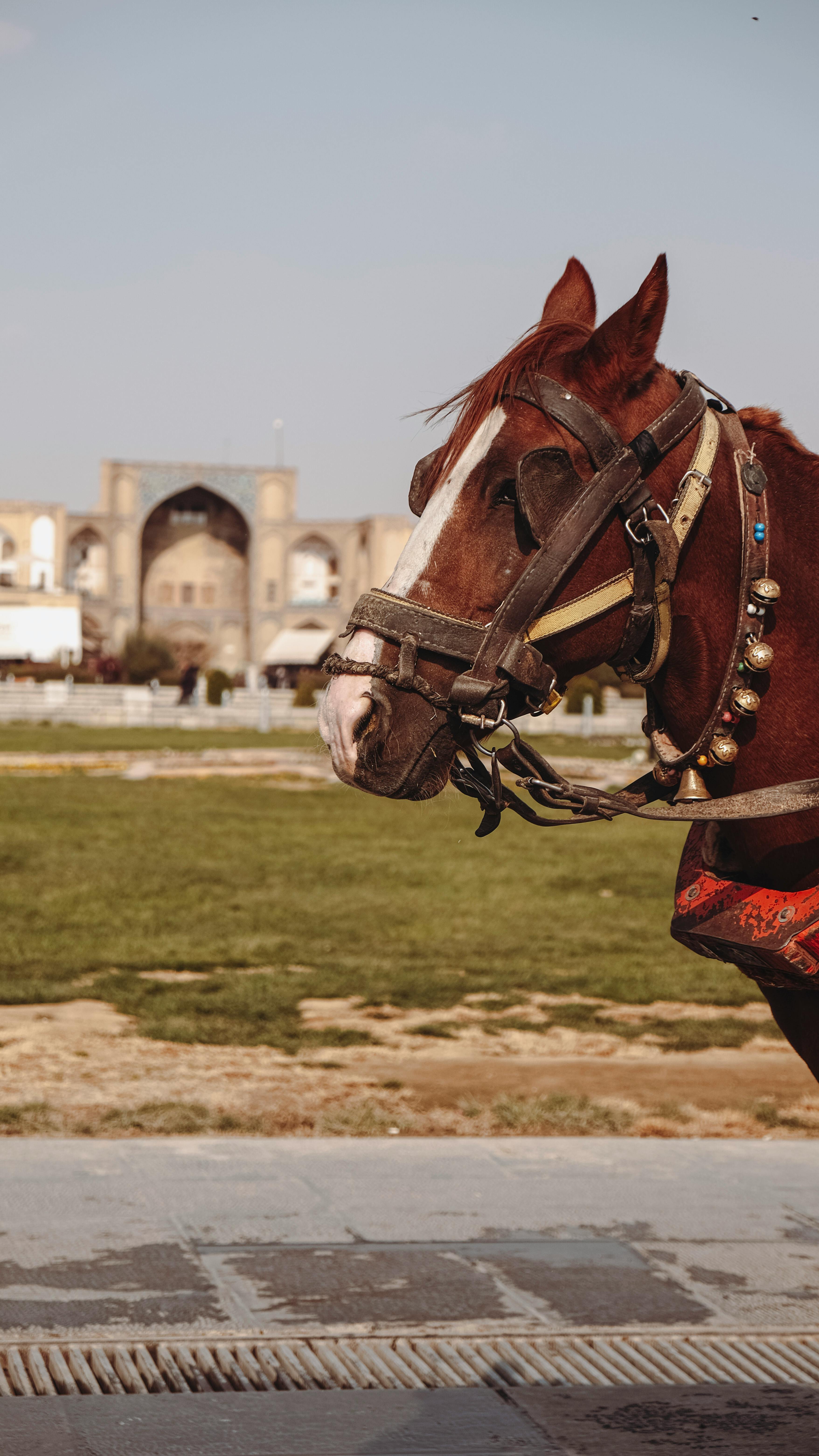 serene horse in naqsh e jahan square isfahan