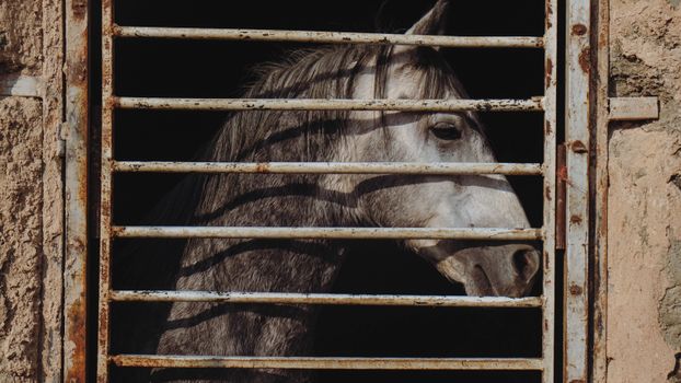 A gray horse in İsfahan peeks through metal bars, casting dramatic shadows.