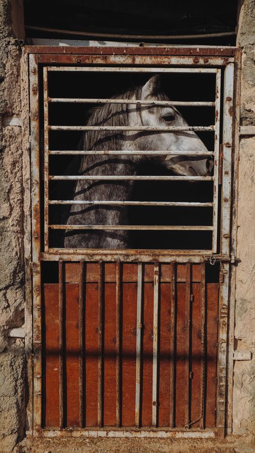 Free A striking horse looks out from an aged stable in Isfahan, Iran. Stock Photo