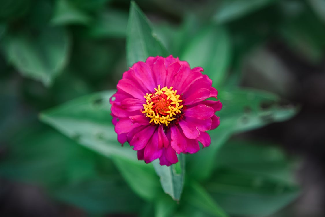 бесплатная Фотография розового цветка с лепестками в селективном фокусе Стоковое фото