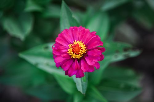 Free A stunning close-up of a vibrant pink zinnia flower with lush green leaves, showcasing nature's beauty. Stock Photo