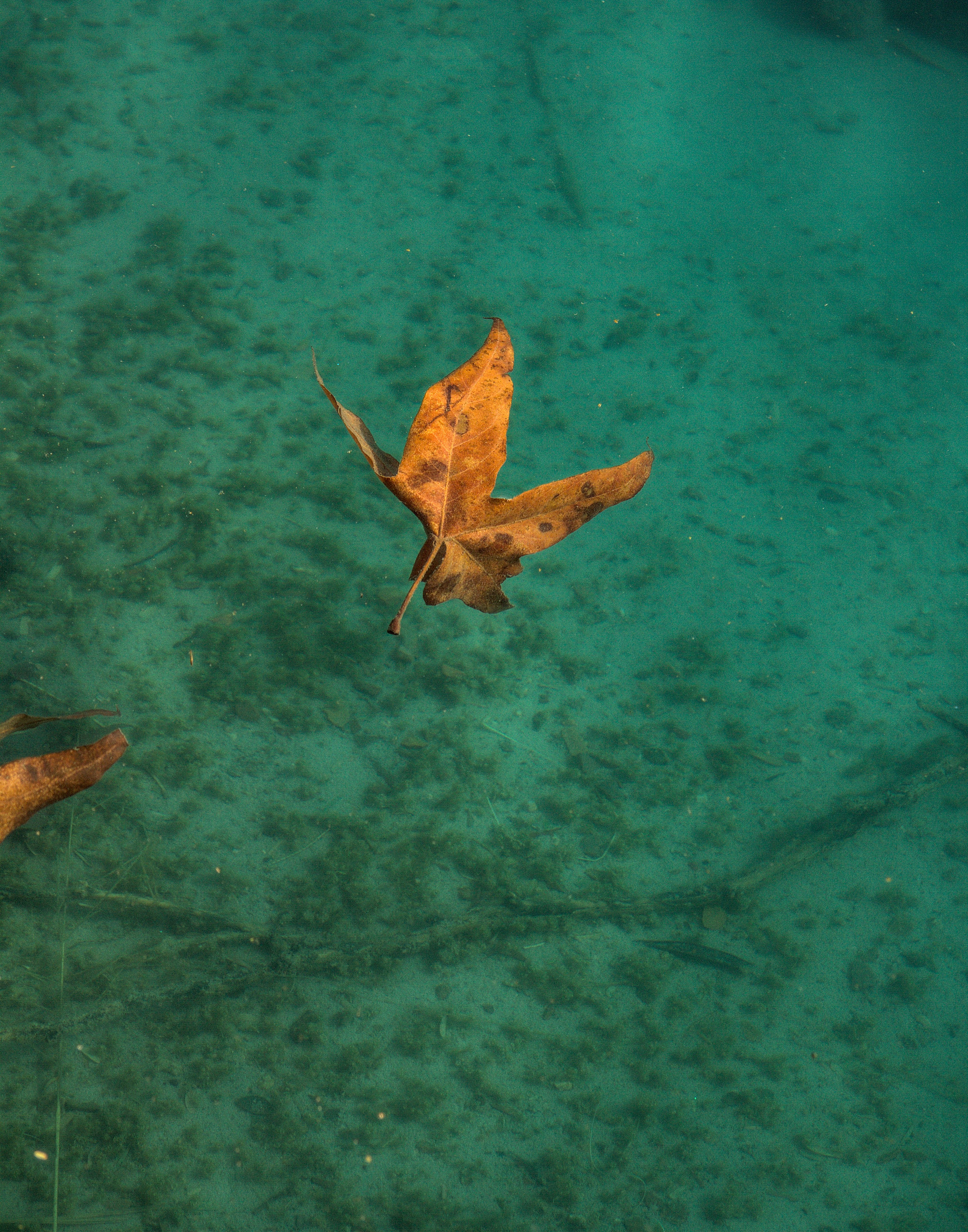 Floating Autumn Leaf in Pristine Water · Free Stock Photo