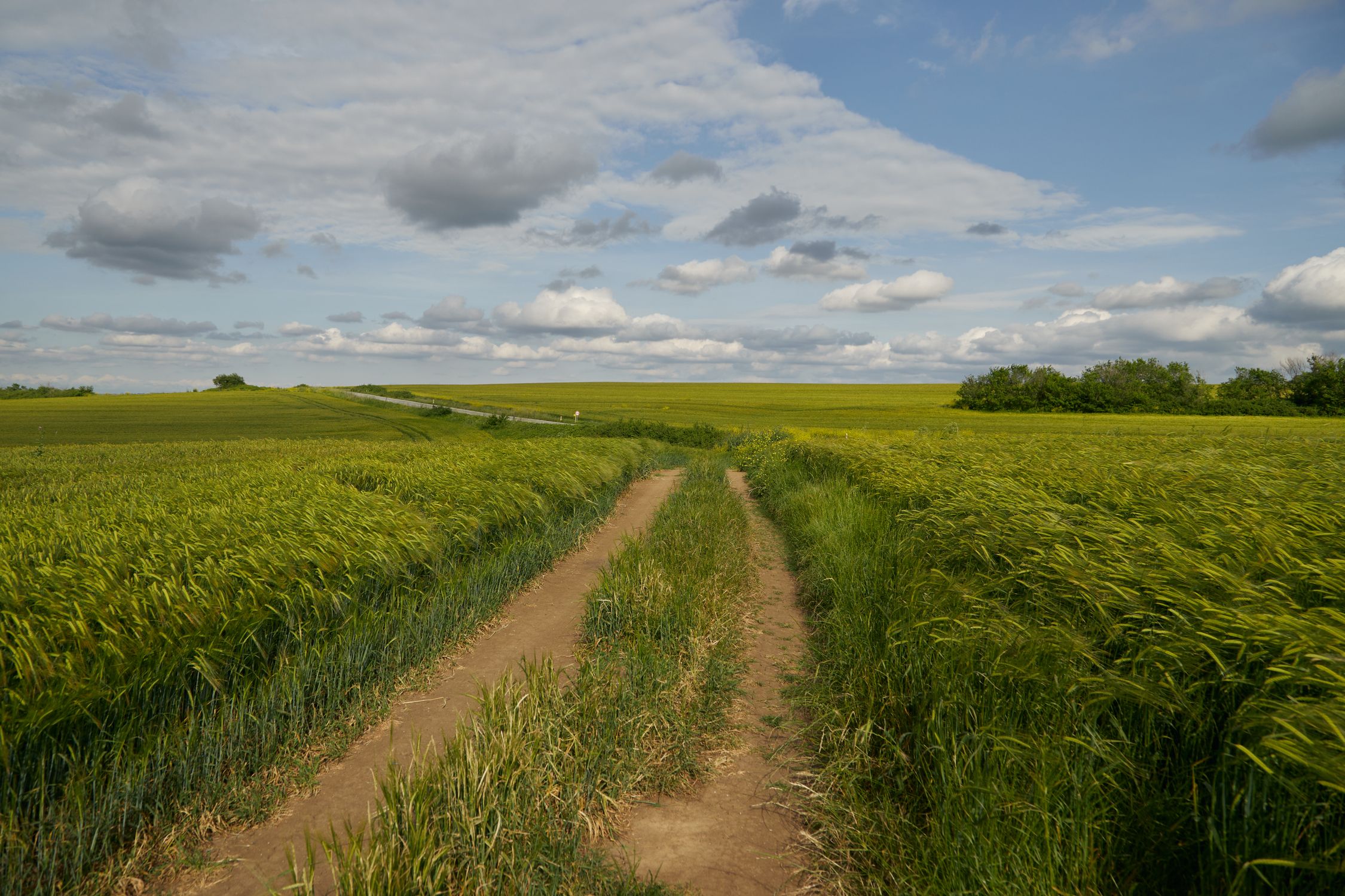 Rural Pathway Amid Lush Green Fields Under Clouds · Free Stock Photo