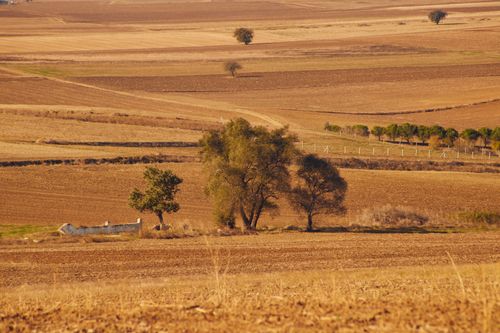 Free Vast farmland with sparse trees under a golden sunset, capturing the essence of summer serenity. Stock Photo