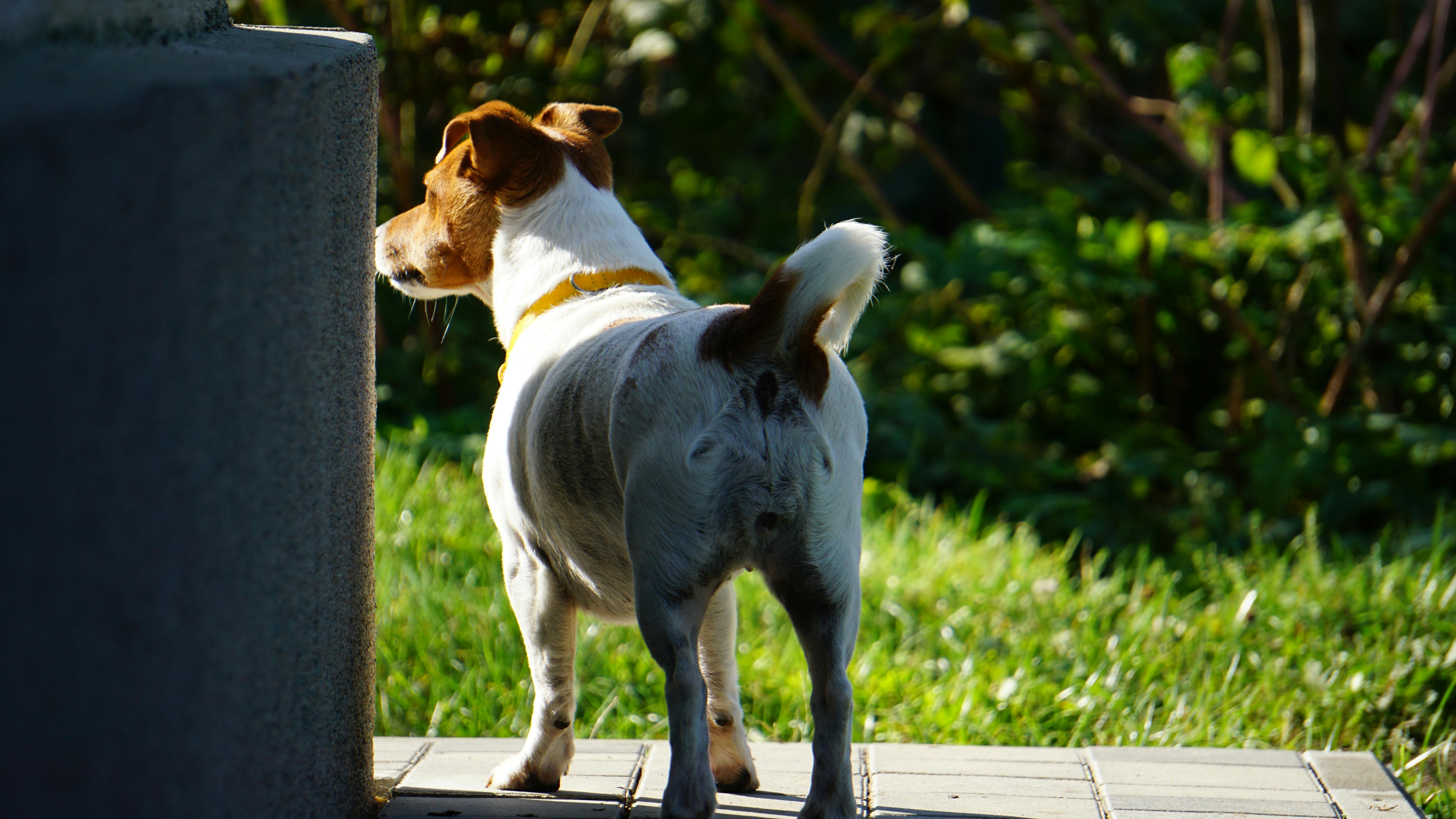 A Jack Russell Terrier stands on a path, gazing into a sunny garden.