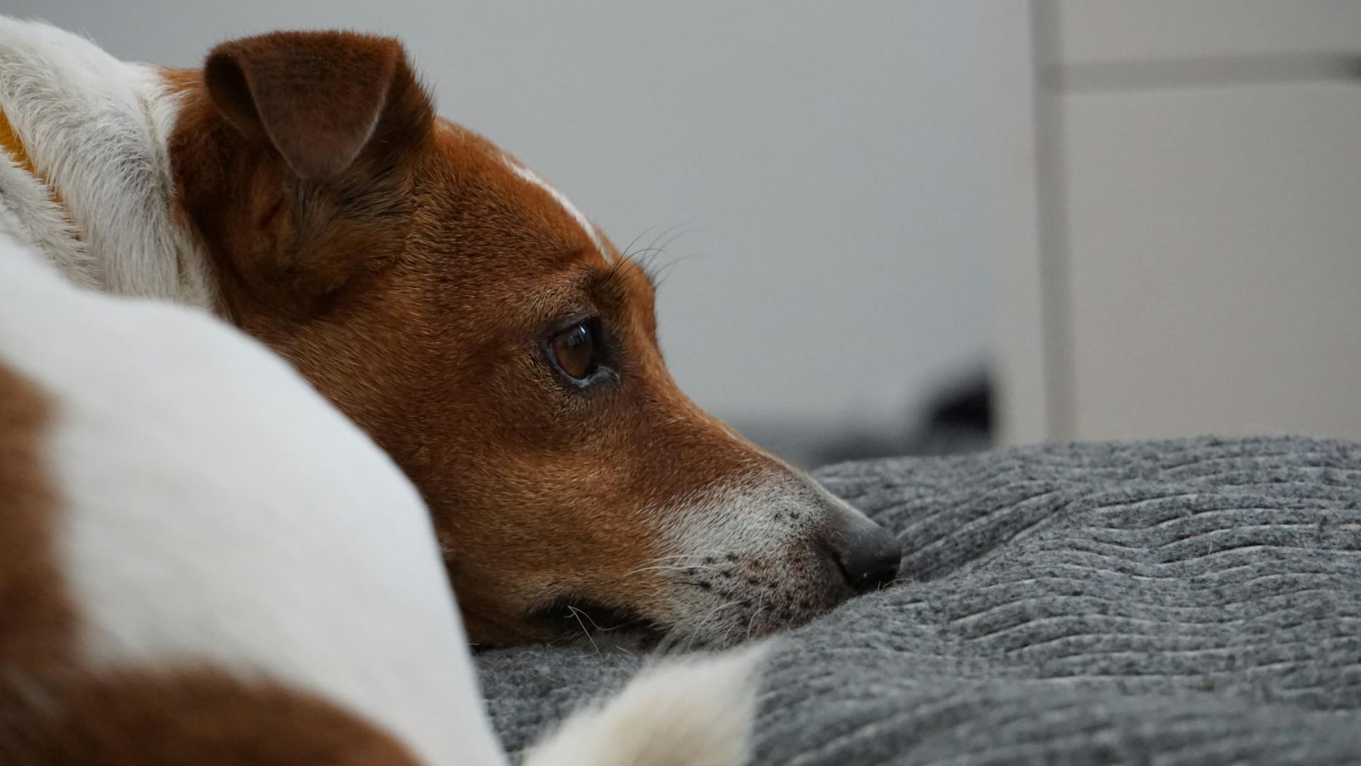 A Jack Russell Terrier lies comfortably indoors, showcasing a peaceful moment.