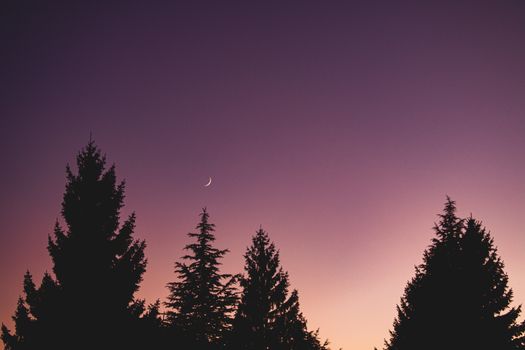 Silhouette of pine trees beneath a crescent moon against a vibrant sunset sky.