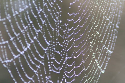 Closeup Photo of Spider Web