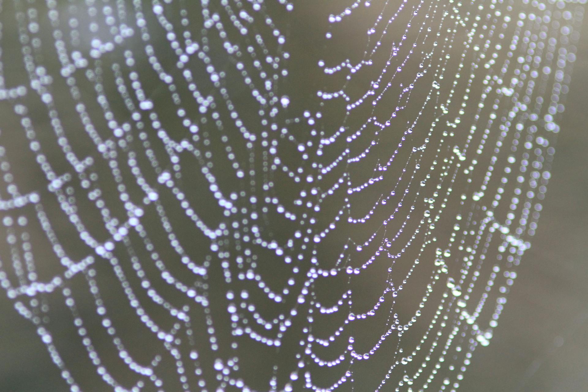 Closeup Photo of Spider Web