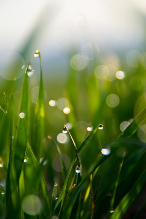 Free Close-up of dewdrops on grass with golden sunlight and bokeh background. Stock Photo